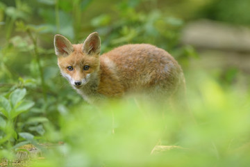 Fuchs Junge Rotfuchs Jungfuchs - fox young fox kit