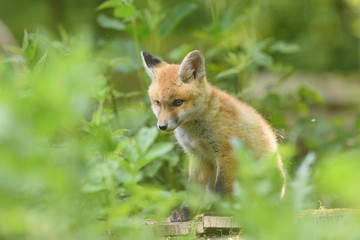 Fuchs Junge Rotfuchs Jungfuchs - fox young fox kit