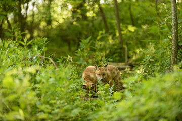 Fuchs Junge Rotfuchs Jungfuchs - fox young fox kit