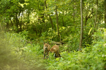 Fuchs Junge Rotfuchs Jungfuchs - fox young fox kit