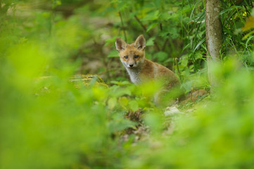 Fuchs Junge Rotfuchs Jungfuchs - fox young fox kit