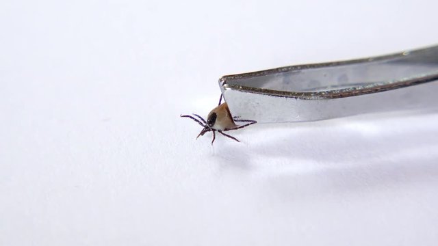 Herausgezogene Zecke