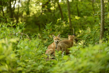 Fuchs Junge Rotfuchs Jungfuchs - fox young fox kit