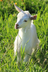 Obraz premium goatling on a meadow