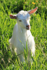 Obraz premium goatling on a meadow