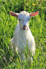 Obraz premium goatling on a meadow
