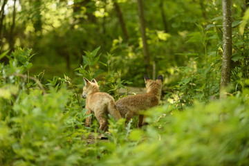 Fuchs Junge Rotfuchs Jungfuchs - fox young fox kit