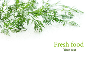 Fototapeta premium Sprigs of green dill on a white background. Wet green dill. Frame with copy space for text. Isolated, studio, close-up