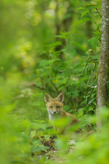 Obraz premium Fuchs Junge Rotfuchs Jungfuchs - fox young fox kit