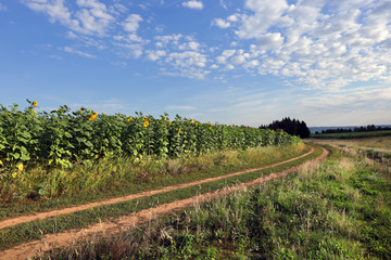 Obraz premium Walk in the fields
