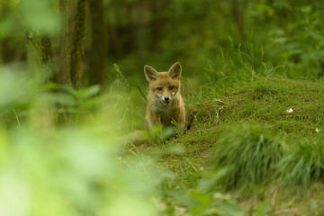 Jungfuchs junger rotfuchs - jung red fox 