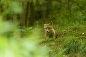 Jungfuchs junger rotfuchs - jung red fox 