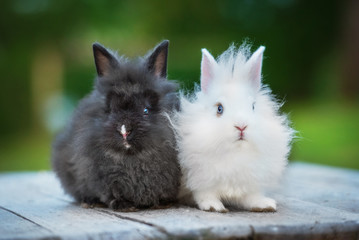 Two little angora rabbits