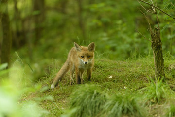 Fuchs Jungfuchs