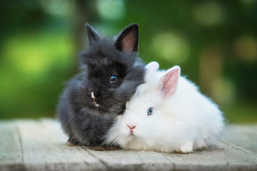 Two little angora rabbits