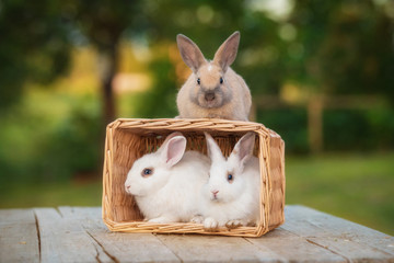 Three little dwarf rabbits sitting with a basket