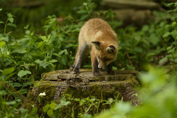 Fuchs Jungfuchs