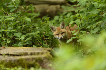 Fuchs Jungfuchs