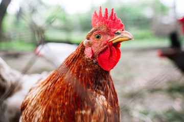 Red chicken head close-up. Head and neck of red chicken on farmyard background. Blurred background, focus on chicken head