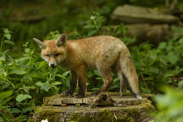 Naklejka premium fox young fox pup 