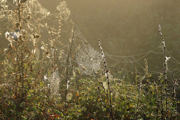 cobwebs on the grass in the fog