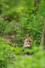 fox young fox pup 