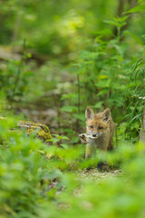 fox young fox pup 