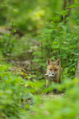 fox young fox pup 