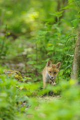 fox young fox pup 