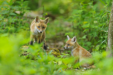 Fototapeta na wymiar fox young fox pup 