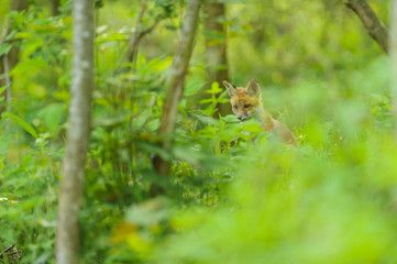 fox young fox kit 
