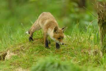 fox young fox kit 