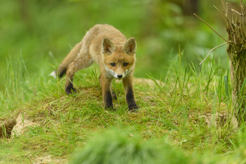 fox young fox kit 