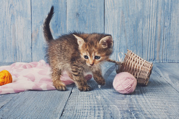 Fototapeta na wymiar Grey striped kitten at blue wood