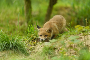 Rotfuchs Nachwuchs - fox 