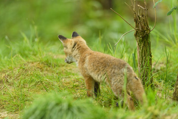 Rotfuchs Nachwuchs - fox 