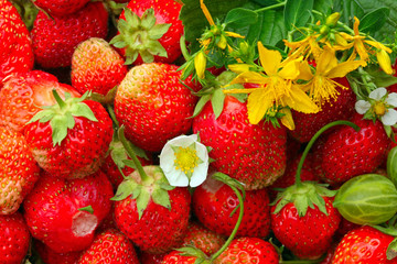 Strawberry and tutsan