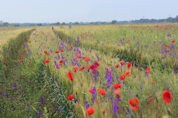 colorful flowers on field