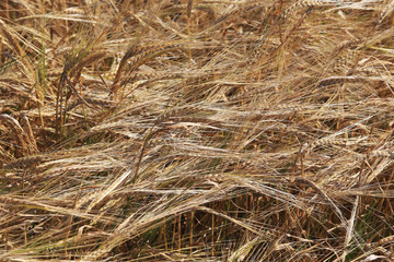 background of ripe wheat