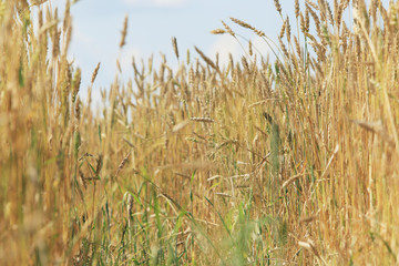 background of ripe wheat