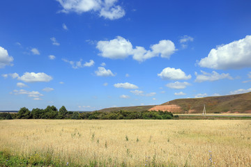 Obraz premium beauty fields