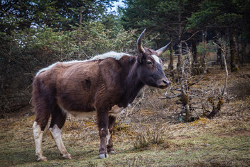 Yak