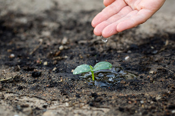 Watering the soil of sapling in garden.