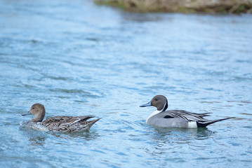 Wintering grounds of Duck (Pintail), swim