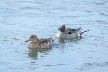 Wintering grounds of Duck (Pintail), swim