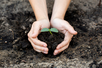 Woman's hands  holding young plant. Ecology concept