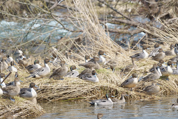 Wintering grounds of Duck (Pintail)