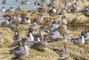 Wintering grounds of Duck (Pintail)