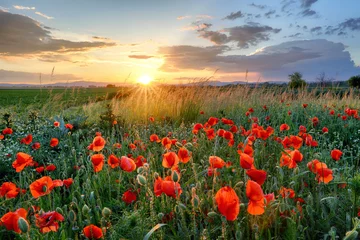 Photo sur Plexiglas Campagne Fleur de champ de coquelicots au coucher du soleil