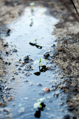Watering the soil of young plant in garden.